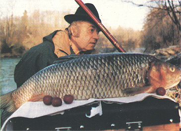 Biggest chub fish Clearance