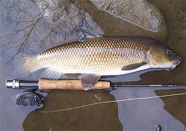 american made freshwater fishing reels Best Spinning Reels for 2026
