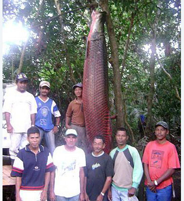 Fishing Worldrecords | bony tongues | Arapaima gigas