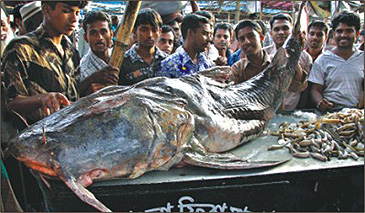 Fishing Worldrecords, catfishes over 50 kg