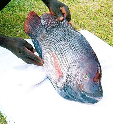 3333_Oreochromis_andersonii_Threespot_Tilapia0.jpeg