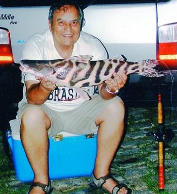 3334_Brachyplatystoma_juruense_Zebra_Catfish0.jpeg