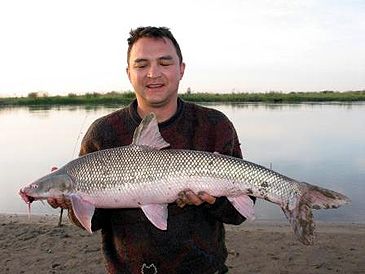 3349_Luciobarbus_brachycephalus_Aral_Barbel0.jpeg