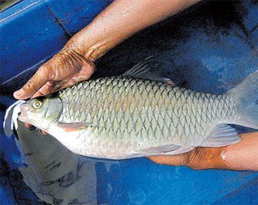 3391_Hypselobarbus_pulchellus_Karnataka_Mountain_Barb0.jpeg