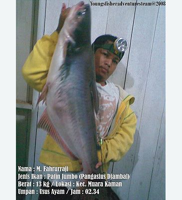 3412_Pangasius_djambal_Jambal_Pangasius0.jpeg