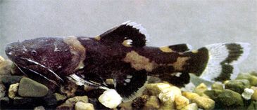 3427_Batrochoglanis_acanthochiroides_Bumblebee_Catfish0.jpeg