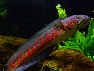 3436_Channa_amphibeus_Borna_Snakehead0.jpeg