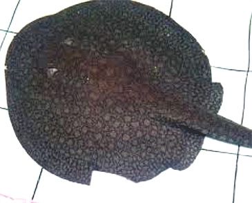 3447_Plesiotrygon_iwamae_Long-tailed_River_Stingray0.jpeg