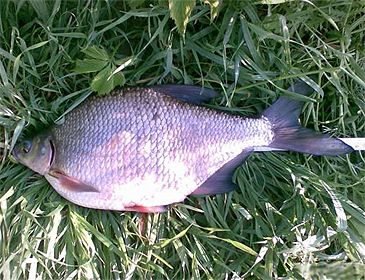 3545_Blicca_bjoerkna_White_Bream0.jpeg