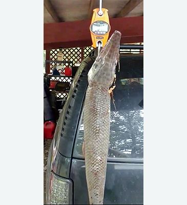 3546_Lepisosteus_oculatus_Spotted_Gar0.jpeg