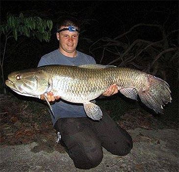 freshwater wolf fish species