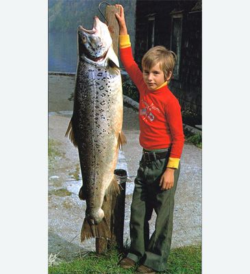 3596_Salmo_trutta_lacustris_Lake_Trout0.jpeg