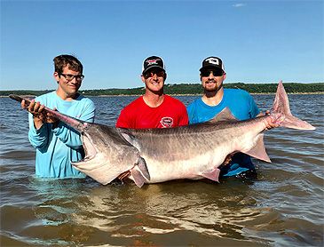 3612_Polyodon_spathula_Paddlefish0.jpeg