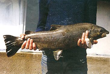 3615_Salmo_obtusirostris_Adriatic_Trout0.jpeg