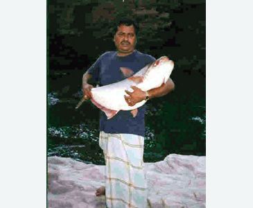 3631_Silonia_childreni_Cauvery_Silond_Catfish0.jpeg