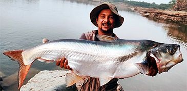 3632_Silonia_silondia_Silond_Catfish0.jpeg