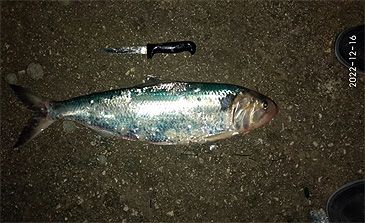 3633_Alosa_fallax_Twaite_Shad0.jpeg 3633_Alosa_fallax_Twaite_Shad0.jpeg