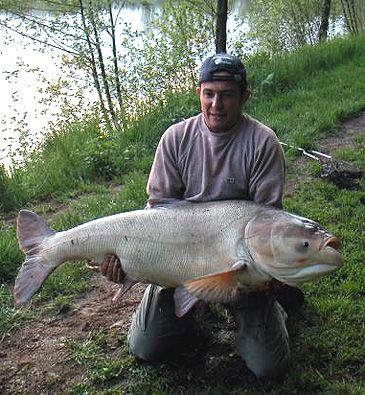 3654_Hypophthalmichthys_molitrix_Silver_Carp0.jpeg