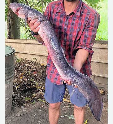 3690_Protopterus_annectens_West_African_Lungfish0.jpeg 3690_Protopterus_annectens_West_African_Lungfish0.jpeg