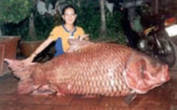 3692_Catlocarpio_siamensis_Giant_Siamese_Carp0.jpeg