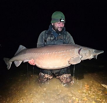 3696_Acipenser_baerii_Siberian_Sturgeon0.jpeg