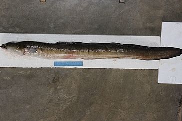 3714_Anguilla_nebulosa_Mottled_Eel0.jpeg