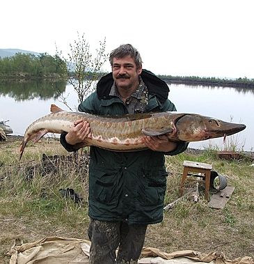 3715_Acipenser_mikadoi_Sakhalin_Sturgeon0.jpeg