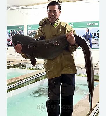 3721_Hemibagrus_guttatus_Spotted_Catfish0.jpeg