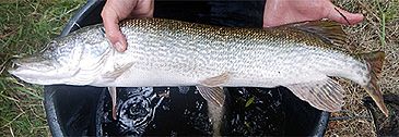 3722_Esox_aquitanicus_Aquitanian_Pike0.jpeg