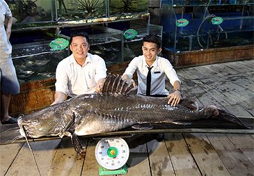 3728_Hemibagrus_wyckioides_Bagrid_Catfish0.jpeg