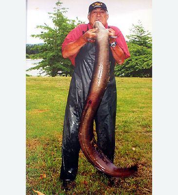 3729_Anguilla_dieffenbachii_New_Zealand_Longfin_Eel0.jpeg