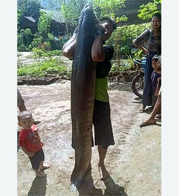 3732_Anguilla_marmorata_Giant_Mottled_Eel0.jpeg