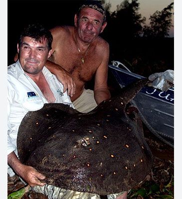 3734_Potamotrygon_motoro_Ocellate_River_Stingray0.jpeg
