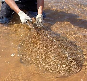 3739_Potamotrygon_falkneri_Largespot_River_Stingray0.jpeg