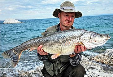 3742_Oreoleuciscus_potanini_Altai_Osman0.jpeg