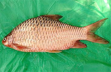 3750_Hypselobarbus_dobsoni_Krishna_Carp0.jpeg