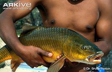 3768_Labeobarbus_seeberi_Clanwilliam_Yellowfish0.jpeg