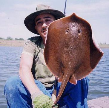 3775_Hemitrygon_laosensis_Mekong_Stingray0.jpeg