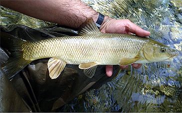 3777_Luciobarbus_albanicus_Greek_Barbel0.jpeg