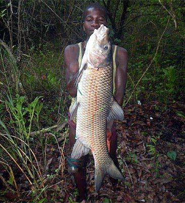3779_Labeobarbus_tropidolepis_Tanganyika_Barb0.jpeg