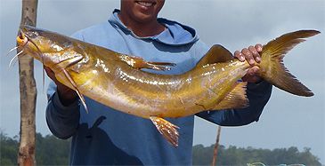 3801_Sciades_parkeri_Gillbacker_Sea_Catfish0.jpeg