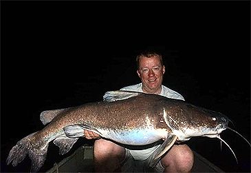 3802_Sciades_couma_Couma_Sea_Catfish0.jpeg