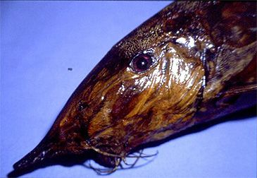 3823_Synodontis_xiphias_Long-snouted_Catfish0.jpeg