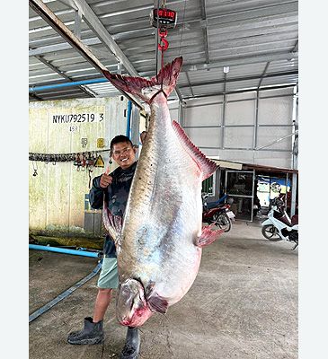 3837_Pangasius_sanitwongsei_Giant_Pangasius0.jpeg