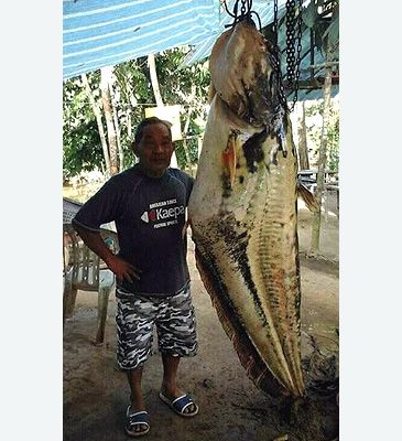 3839_Wallago_leerii_Striped_Wallago0.jpeg
