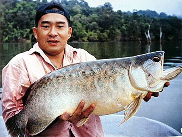 3840_Scleropages_formosus_Asian_Bonytongue0.jpeg