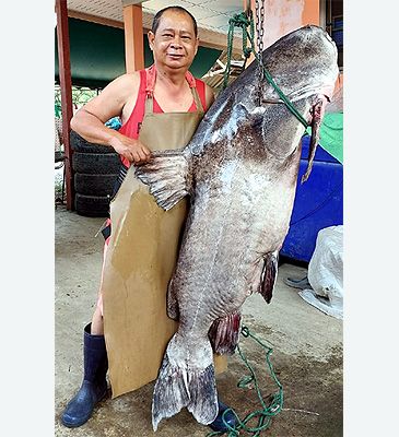 3848_Rita_sacerdotum_Salween_Rita0.jpeg