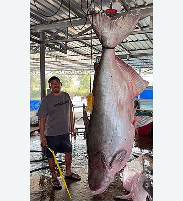 3851_Pangasianodon_gigas_Mekong_Giant_Catfish0.jpeg