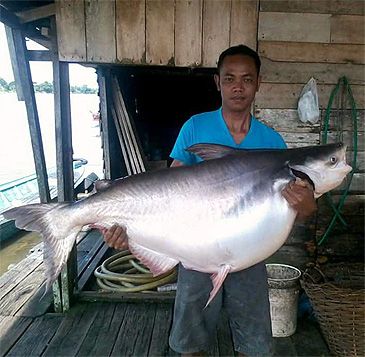 3860_Pangasius_mahakamensis_Mahakam_Pangasius0.jpeg