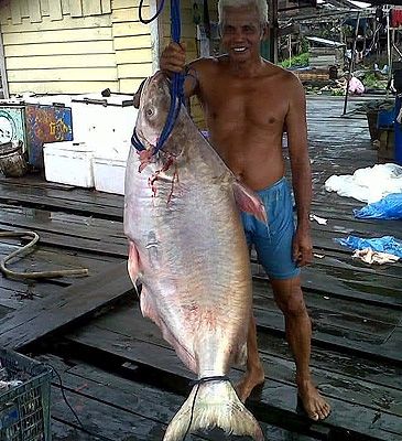 3861_Pangasius_mahakamensis_Mahakam_Pangasius0.jpeg
